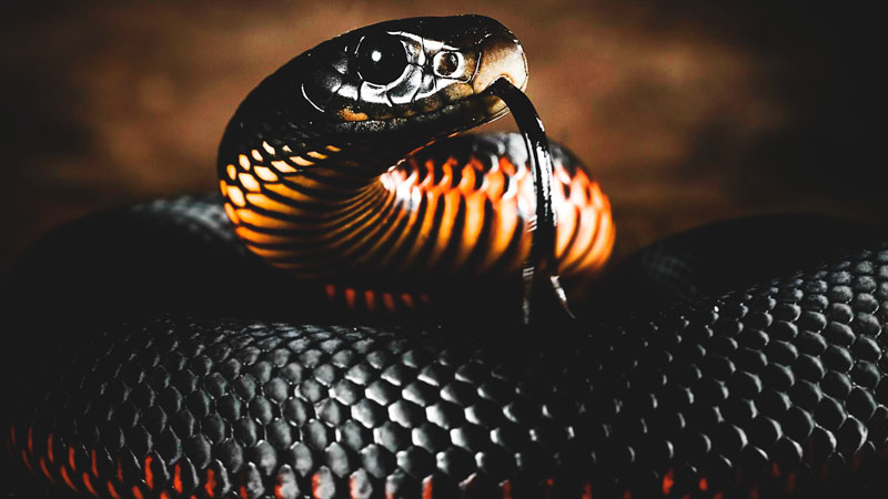 Saiba tudo sobre a "mamba-negra" uma das serpentes mais mortais do planeta