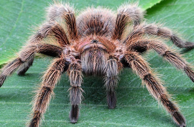 Donde vive la tarantula