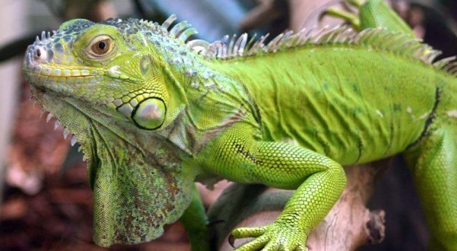 Dónde vive la iguana Dónde vive la iguana