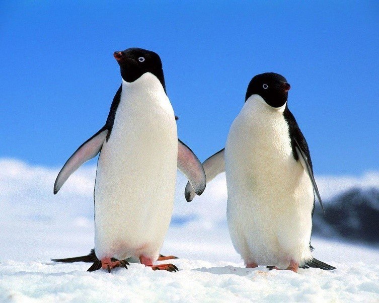 Dónde viven los pingüinos