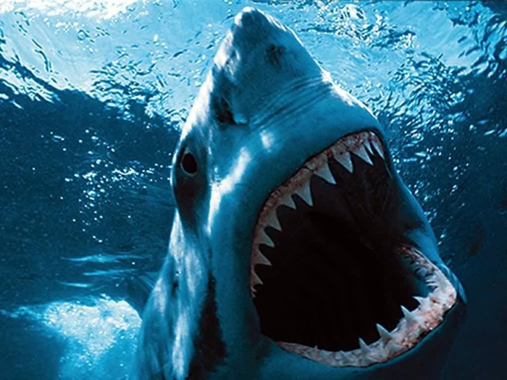 Dónde viven los tiburones