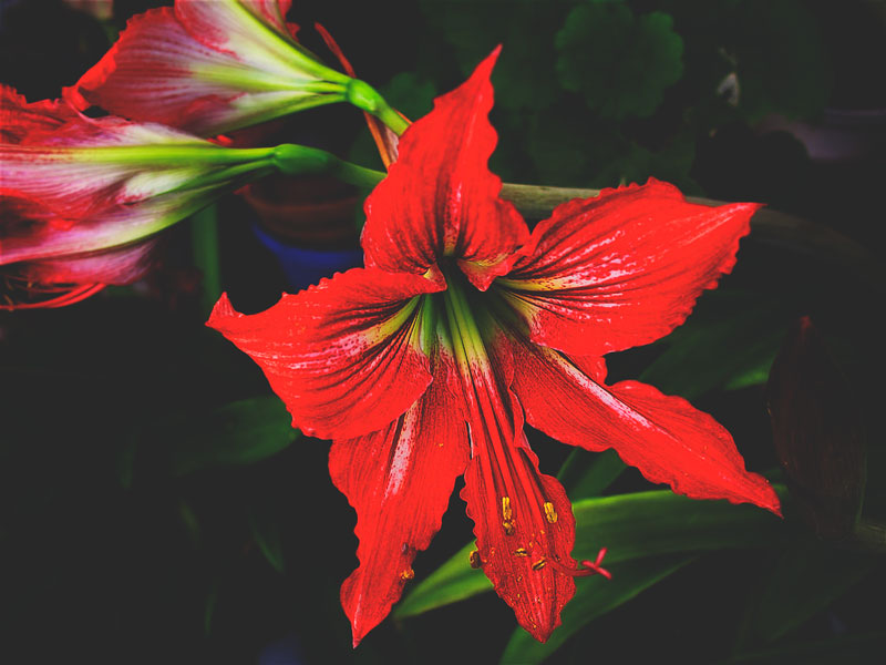 Amarilis Amarilis