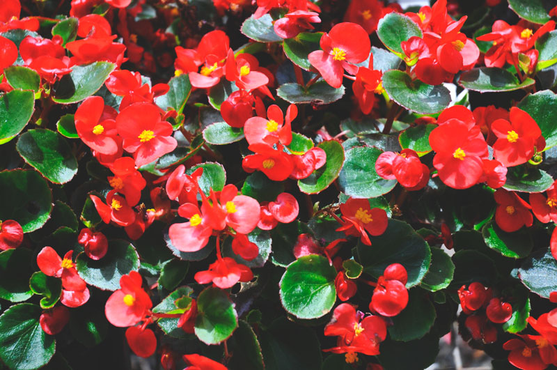 Begonia