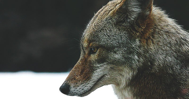 Coyote Coyote