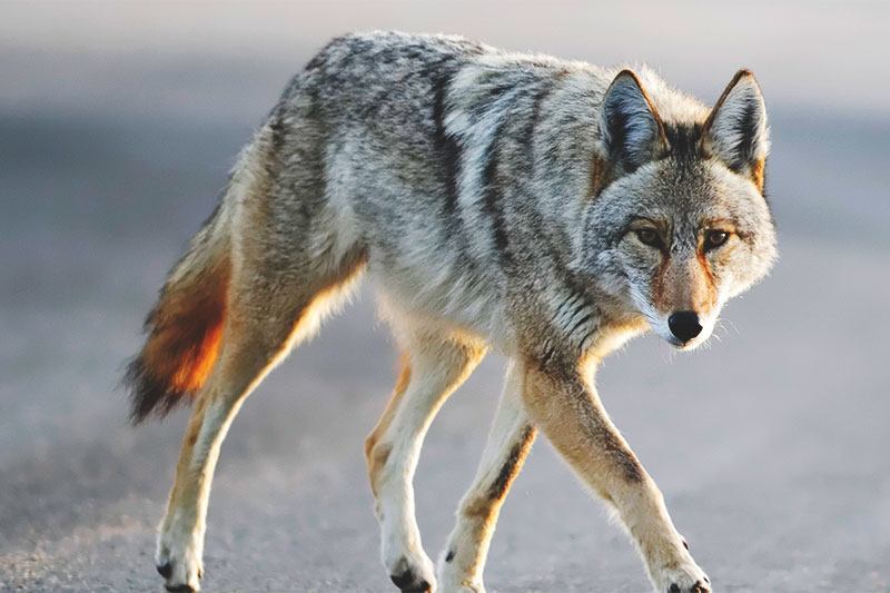 ¿Dónde vive el coyote? ¿Dónde vive el coyote?