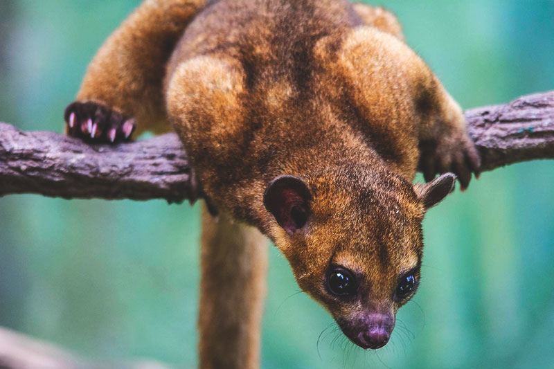¿Dónde vive el kinkajou? ¿Dónde vive el kinkajou?