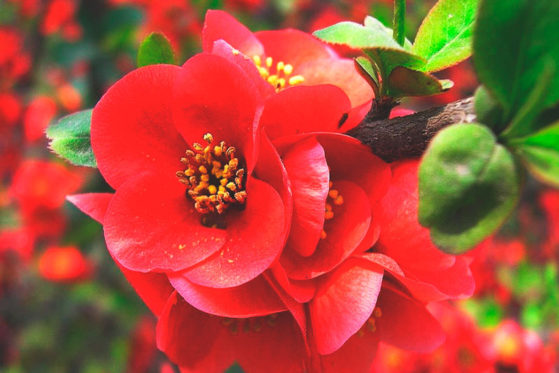 ¿Donde vive la begonia?
