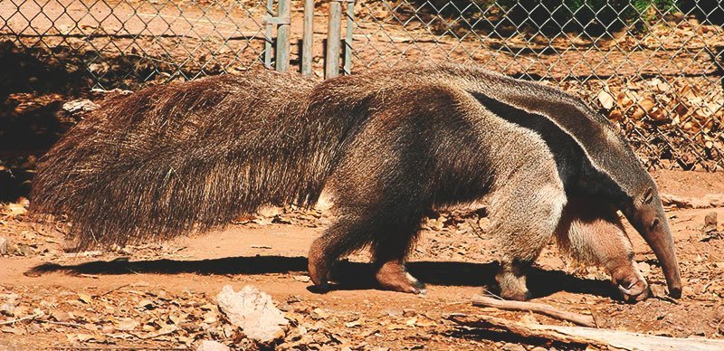 Oso hormiguero
