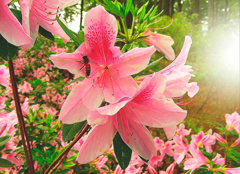 Azalea