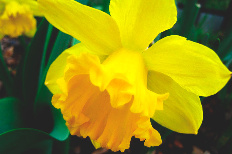 ¿Donde vive el narciso? ¿Donde vive el narciso?