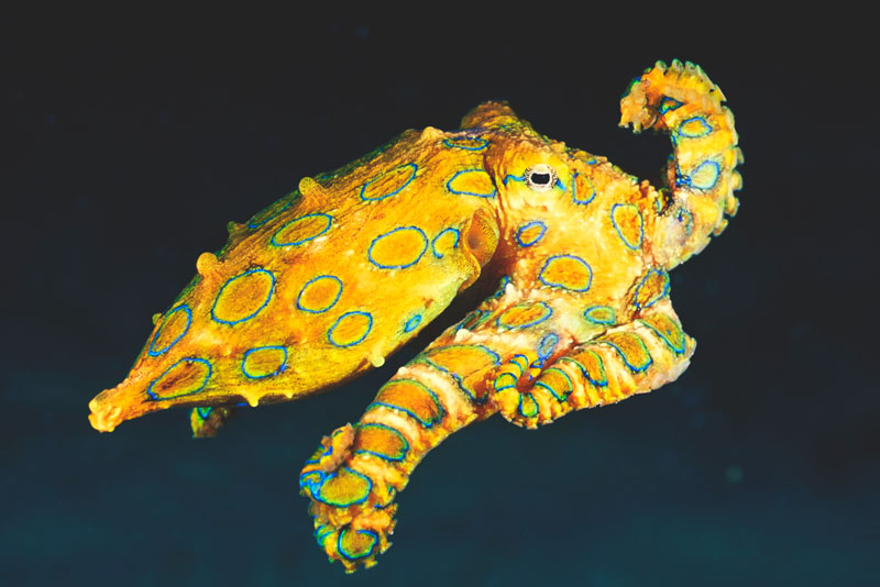 ¿Donde vive el pulpo de anillos azules? ¿Donde vive el pulpo de anillos azules?