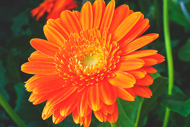 ¿Donde vive la calendula? ¿Donde vive la calendula?