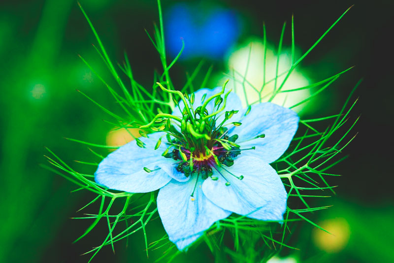 ¿Donde vive la flor de la pasión? ¿Donde vive la flor de la pasión?
