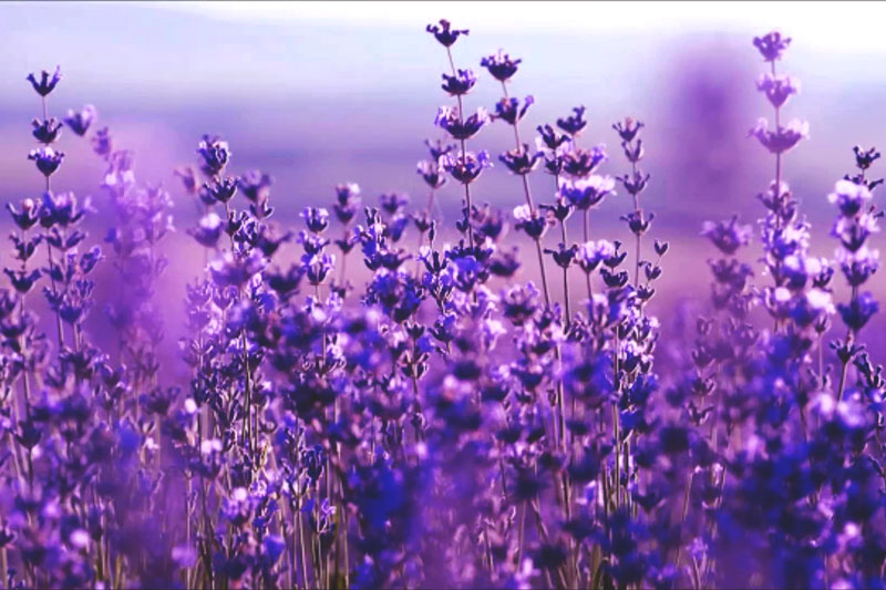 ¿Dónde vive la lavanda? ¿Dónde vive la lavanda?