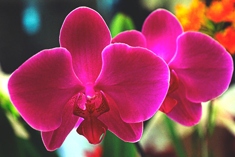 Santo Garganta Imbécil ▷¿Donde vive la orquídea? ✓ 【Actualizado 2020】