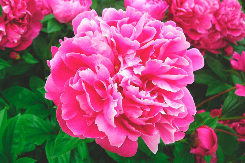 ¿Dónde vive la peonia? 【Actualizado 2020】 ¿Dónde vive la peonia? 【Actualizado 2020】