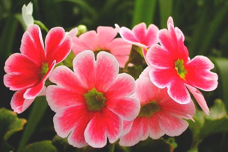 ¿Donde vive la primula? ¿Donde vive la primula?