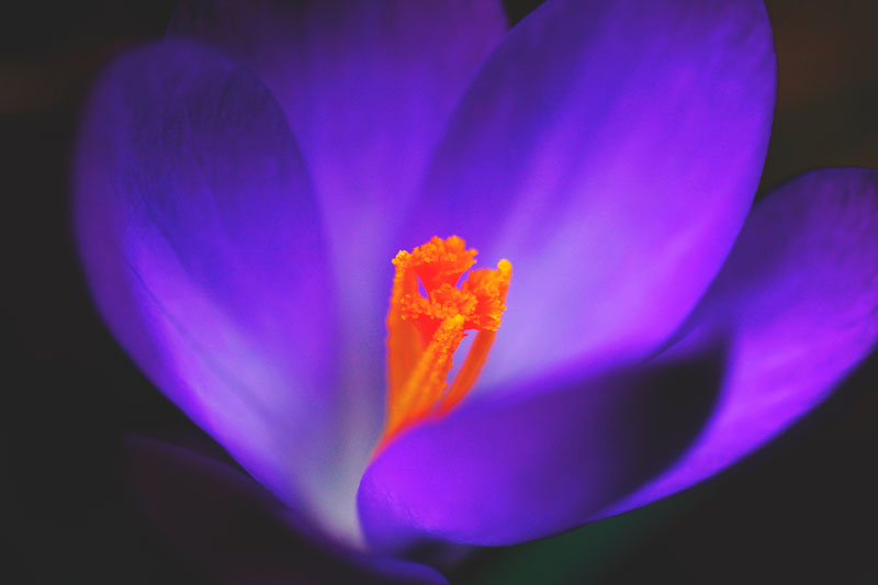 De violeta flor Flor de