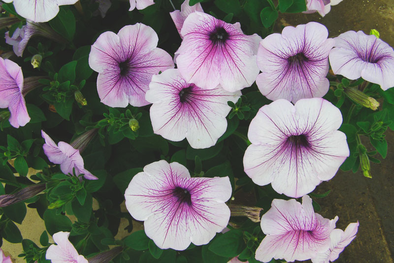 ¿Donde viven las petunias? ¿Donde viven las petunias?