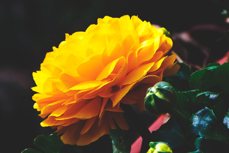 Francesilla Francesilla