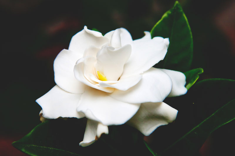 Gardenia Gardenia