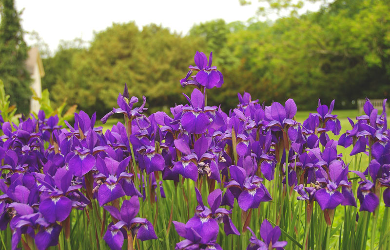 Iris Iris