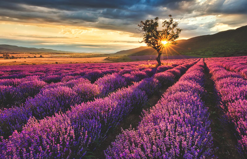 Lavanda Lavanda