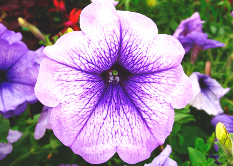 Petunia Petunia