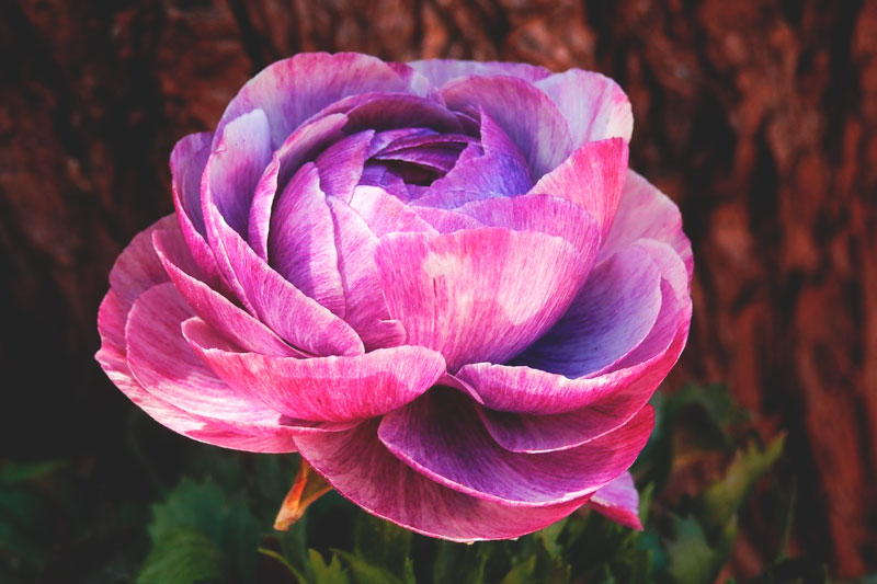 ¿Donde vive la francesilla?