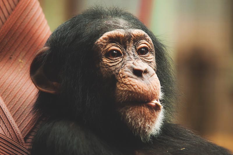 Chimpance Chimpance