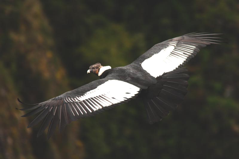 Condor Condor