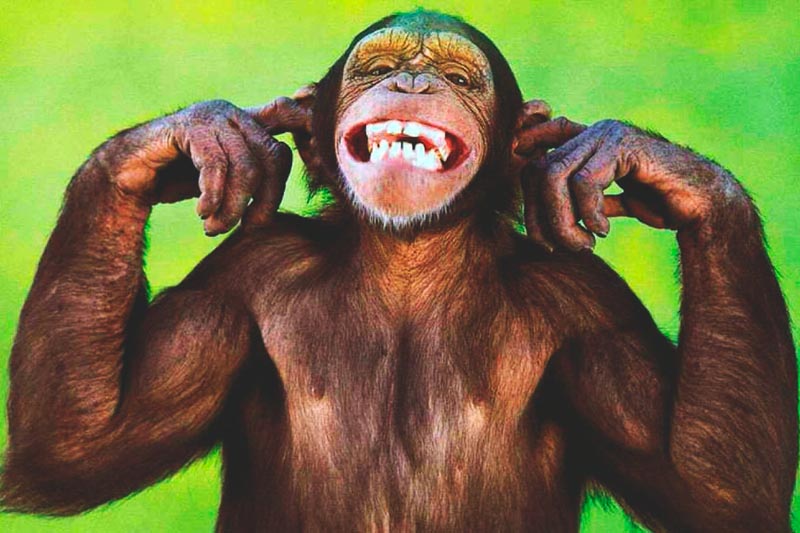 ¿Donde vive el chimpance? ¿Donde vive el chimpance?