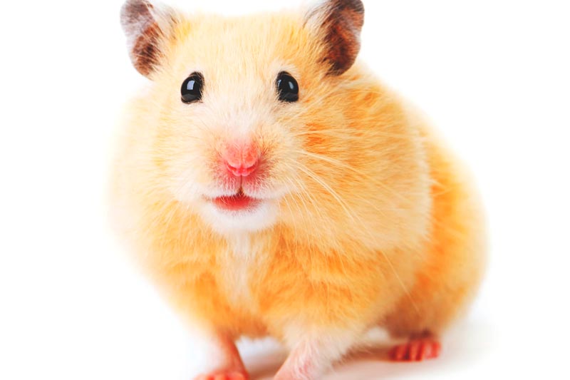 ¿Donde vive el hamster? ¿Donde vive el hamster?