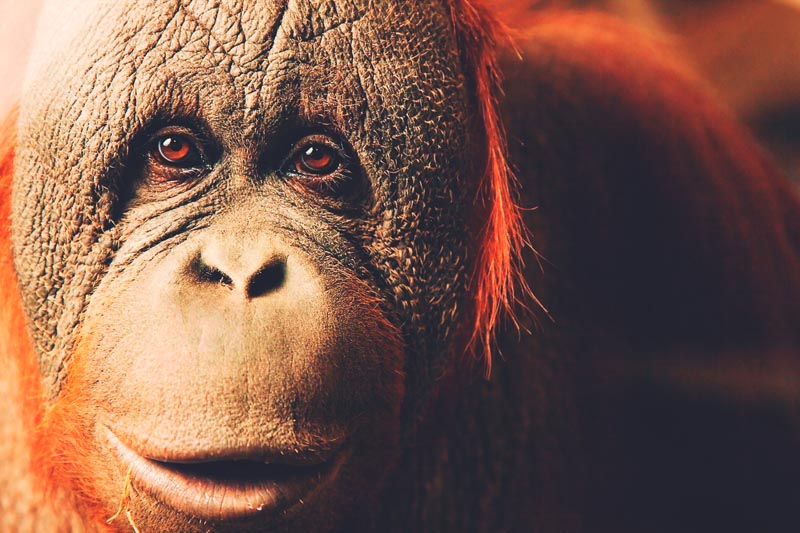 ¿Dónde vive el orangután? ¿Dónde vive el orangután?