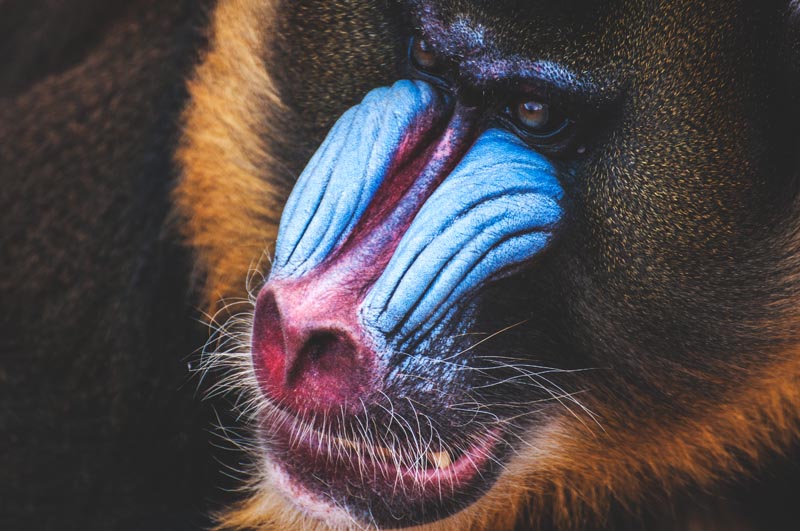 Mandril Mandril