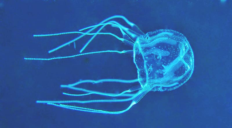 Cubomedusa Cubomedusa