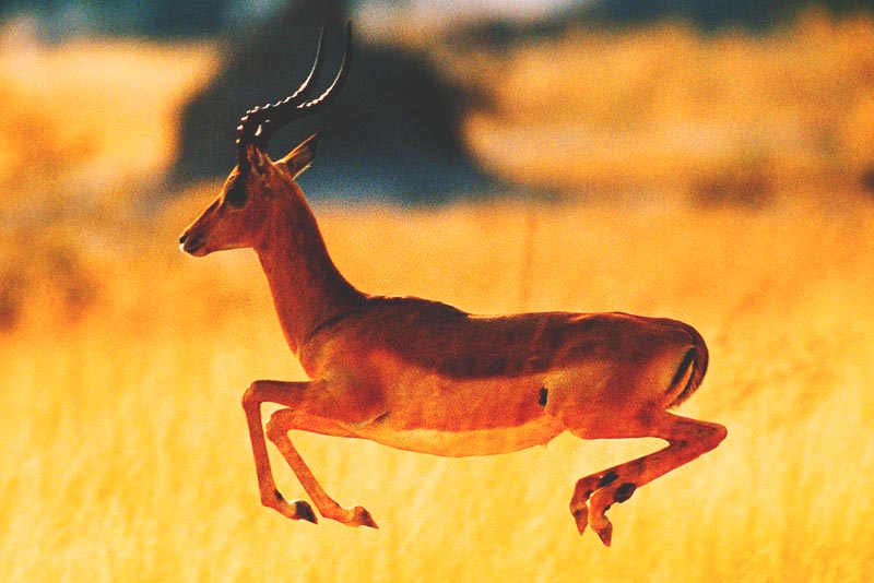 ¿Dónde vive la gacela? ¿Dónde vive la gacela?