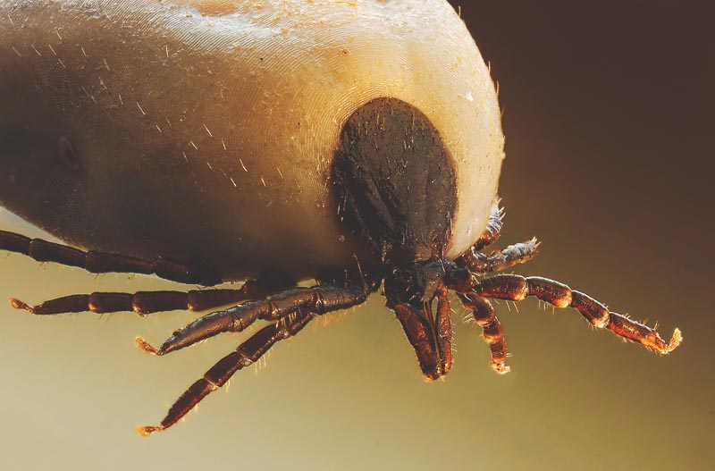 Garrapata Garrapata