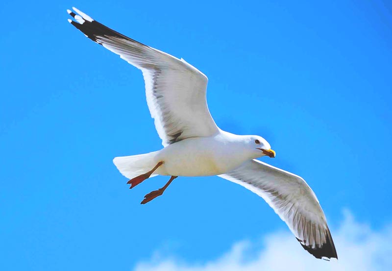 Gaviota Gaviota