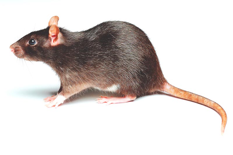 Rata Rata