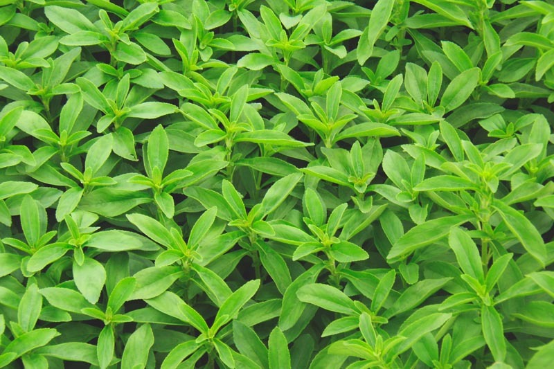 Stevia Stevia