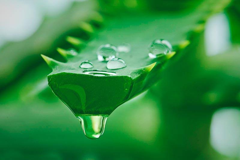 Aloe vera Aloe vera