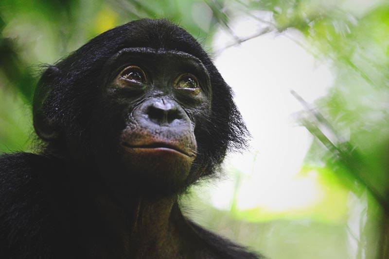 Bonobo Bonobo