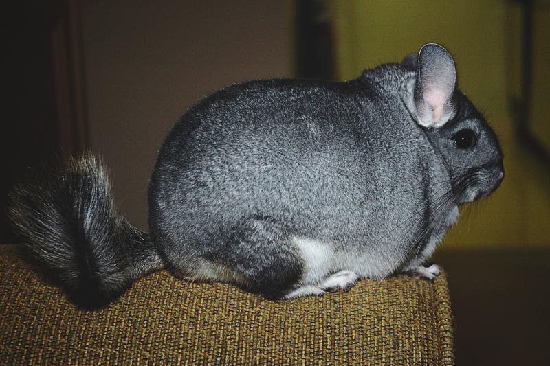 ¿Dónde vive la chinchilla? 【Actualizado 2020】