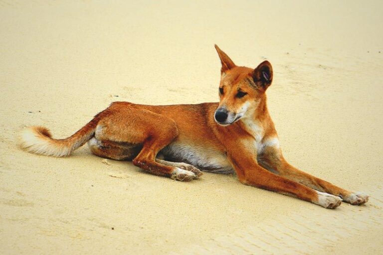 ¿Dónde vive el dingo? 【Actualizado 2020】