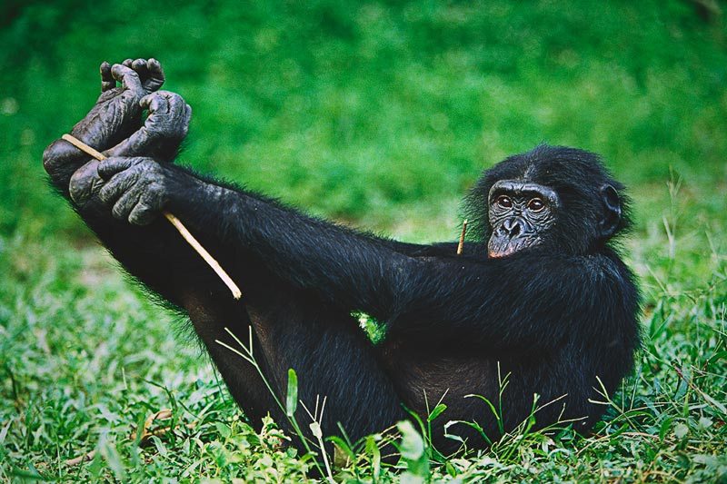 Donde vive el bonobo Donde vive el bonobo