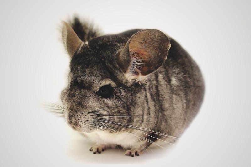 ¿Dónde vive la chinchilla? 【Actualizado 2018】