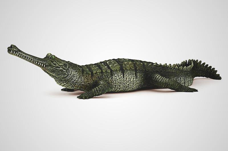 Donde vive el gavial Donde vive el gavial