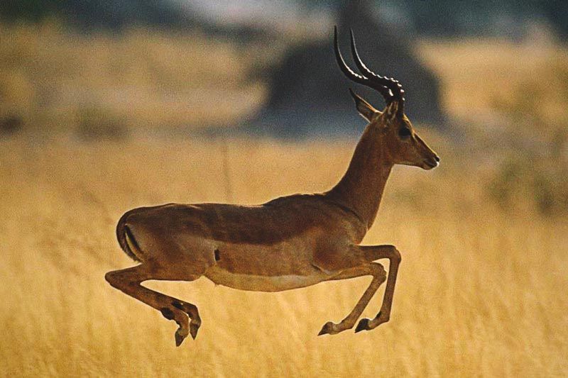 Donde vive el impala Donde vive el impala