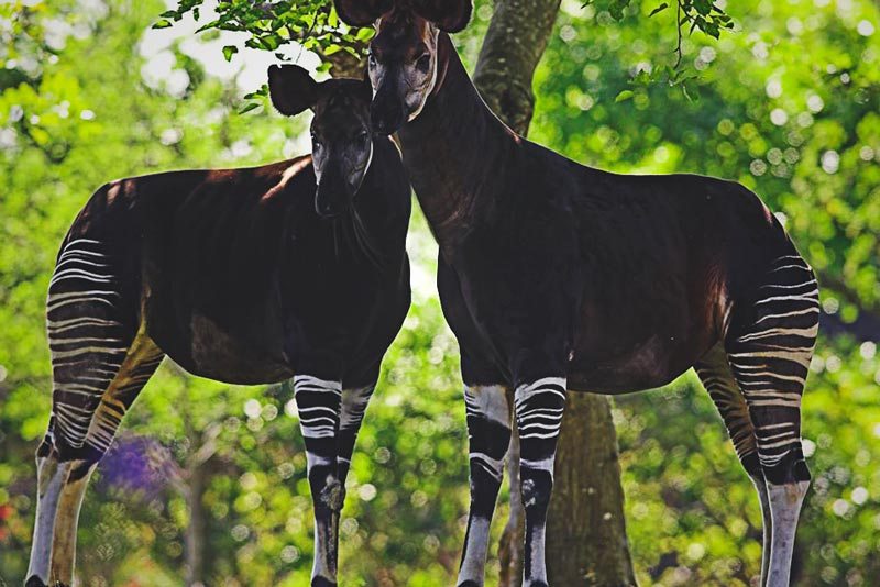 Donde vive el okapi Donde vive el okapi